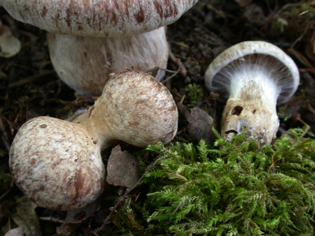 Fungo un p� insolito...